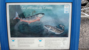 Poissons du Léman