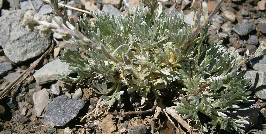 Artemisia genipi source commons wikipedia