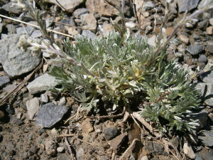 Artemisia genipi source commons wikipedia