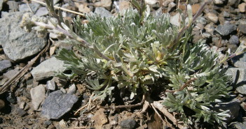 Artemisia genipi source commons wikipedia